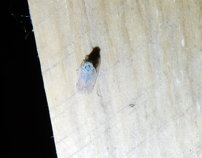 Cixiidae - recéskabócák