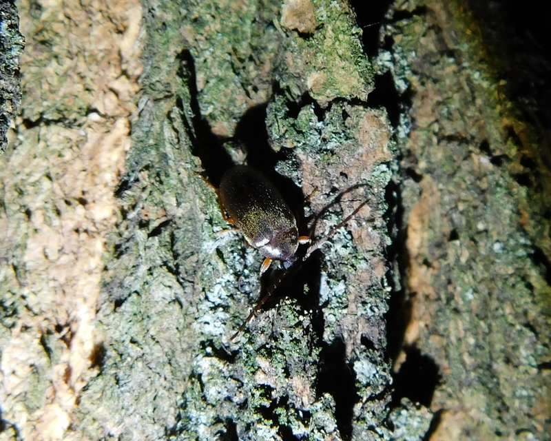 Hymenalia rufipes - rőtlábú alkonybogár