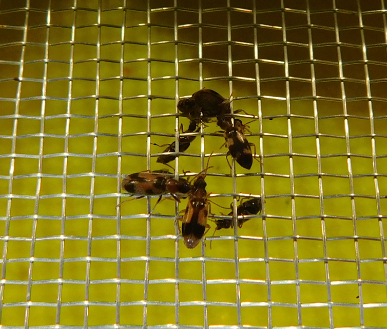 Notoxus monoceros - sárgahasú nyakszarvúbogár