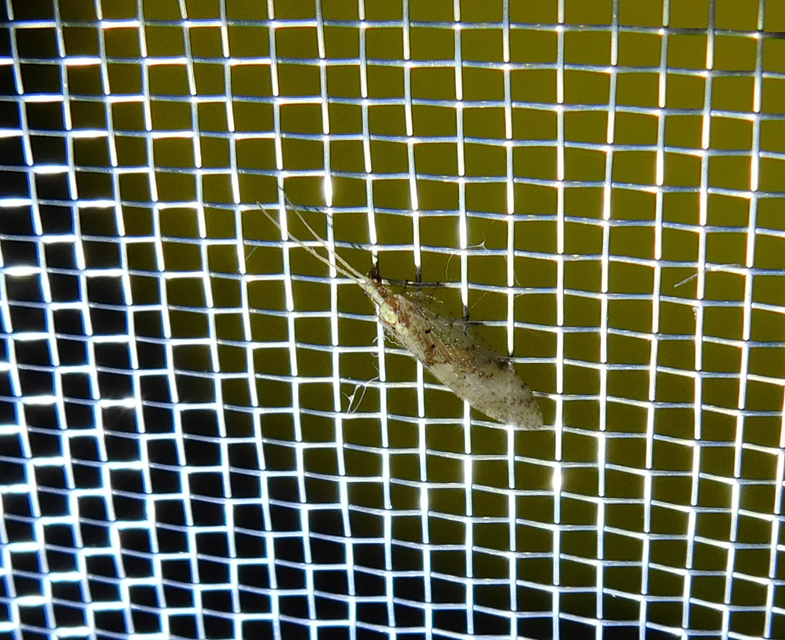 Hemerobiidae - barnafátyolkák
