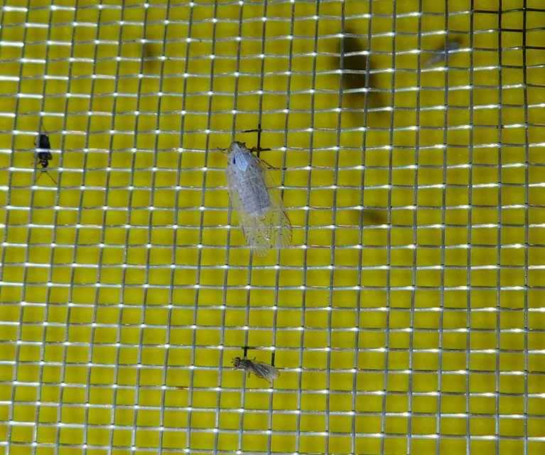 Cixiidae - recéskabócák