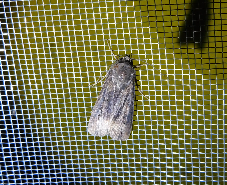 Agrotis ipsilon - nagy földibagoly