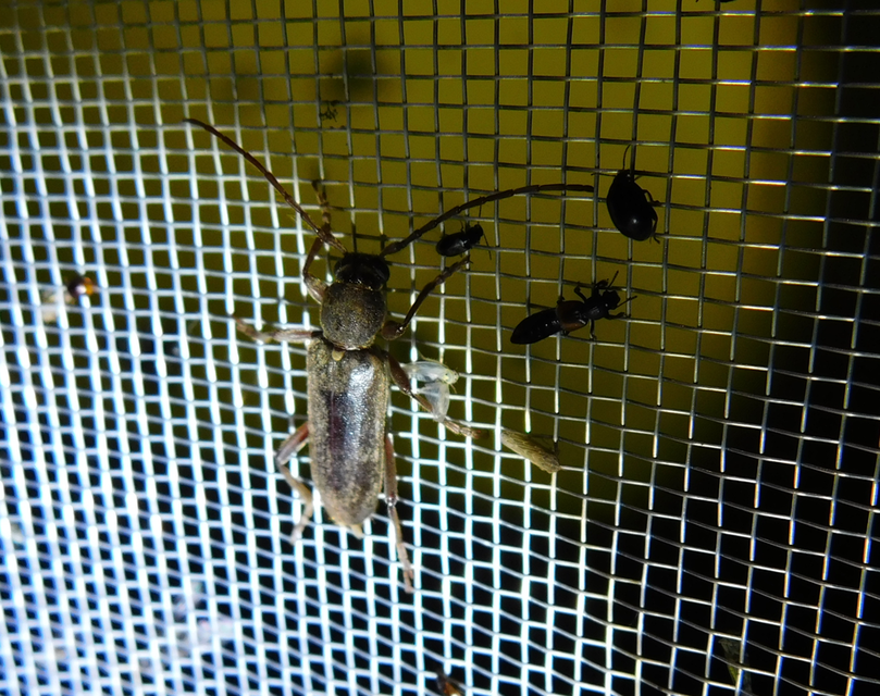 Trichoferus campestris - szállóvendég éjicincér