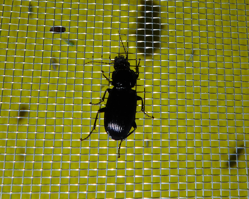 Pterostichus melanarius - közönséges gyászfutó
