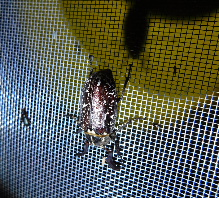 Polyphylla fullo - csapó cserebogár