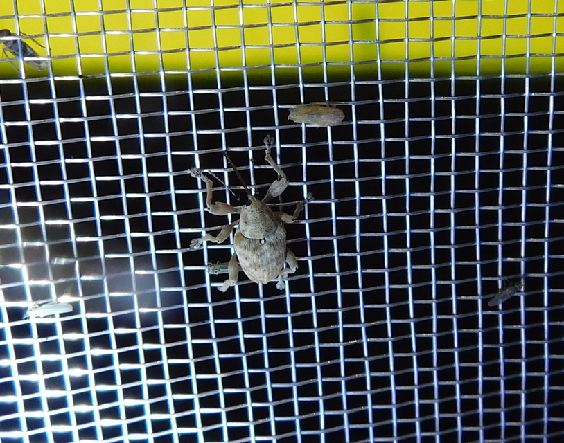 Curculio pellitus - makklikasztó zsuzsóka