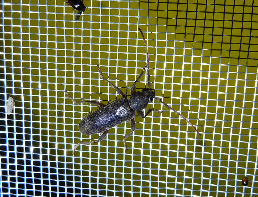 Trichoferus campestris - szállóvendég éjicincér