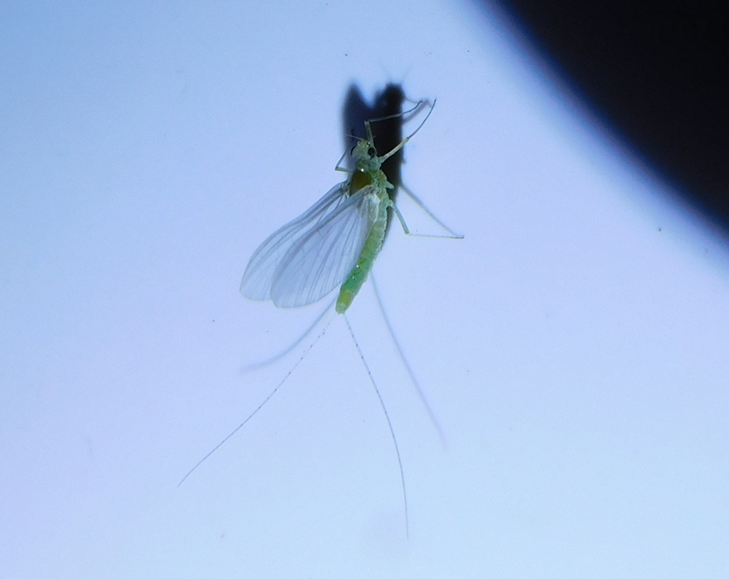 Cloeon dipterum - elevenszülő kérész