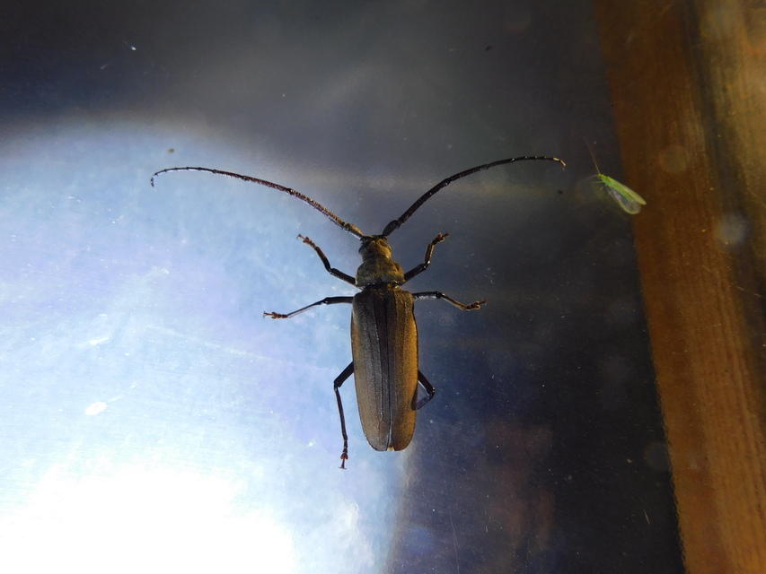 Aegosoma scabricorne - diófacincér