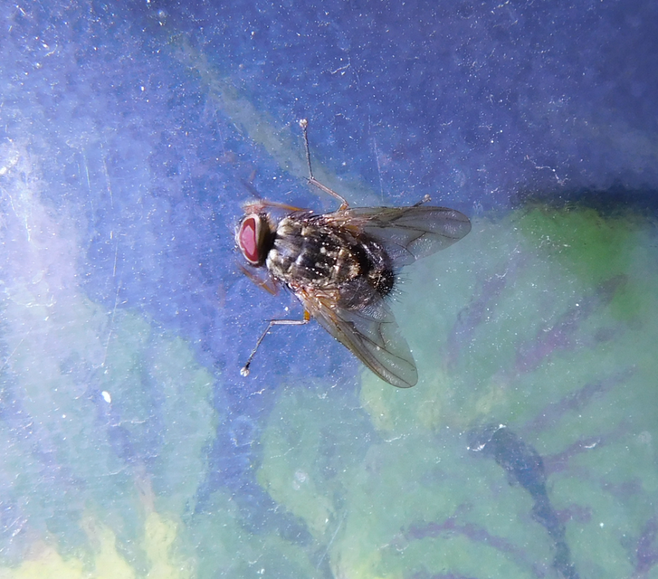 Muscidae - igazi legyek
