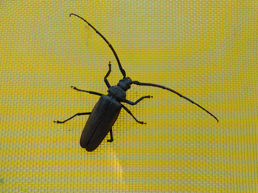 Aegosoma scabricorne - diófacincér