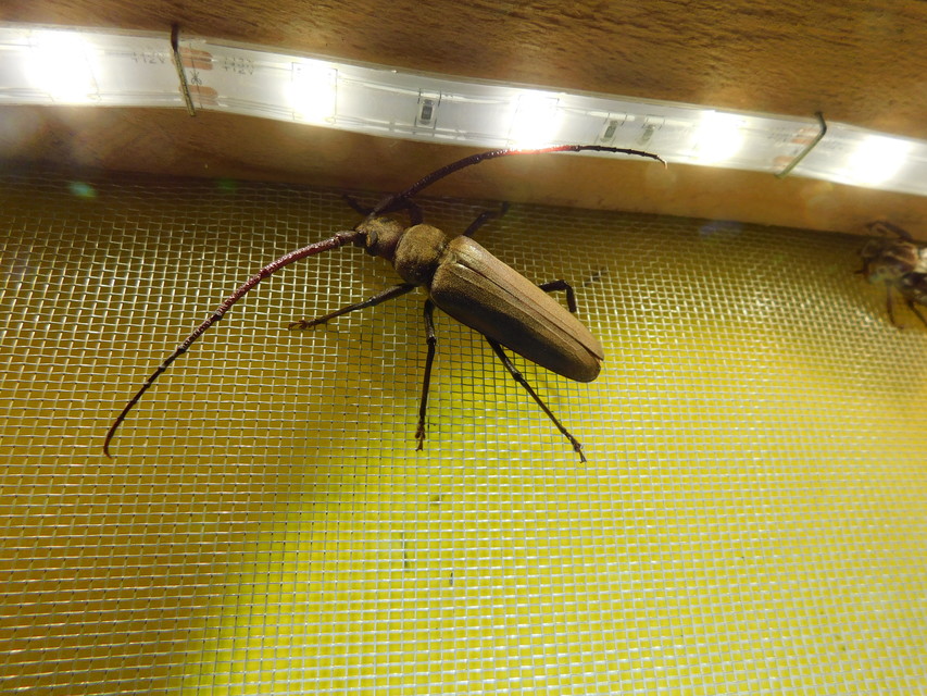 Aegosoma scabricorne - diófacincér