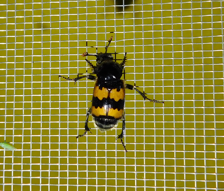 Nicrophorus vespillo - közönséges temetőbogár