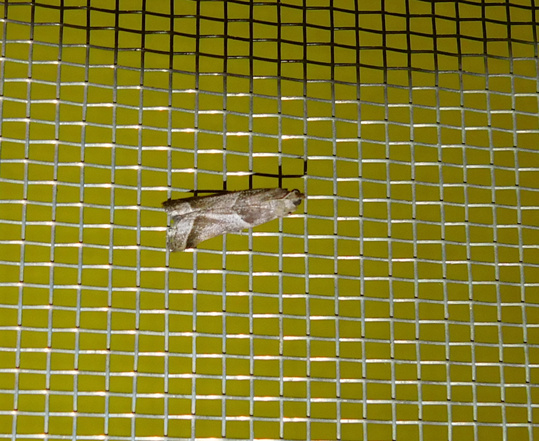Nyctegretis lineana - agátszínű karcsúmoly