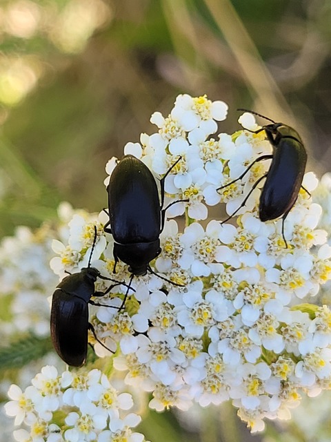 Podonta nigrita - szerecsenbogár
