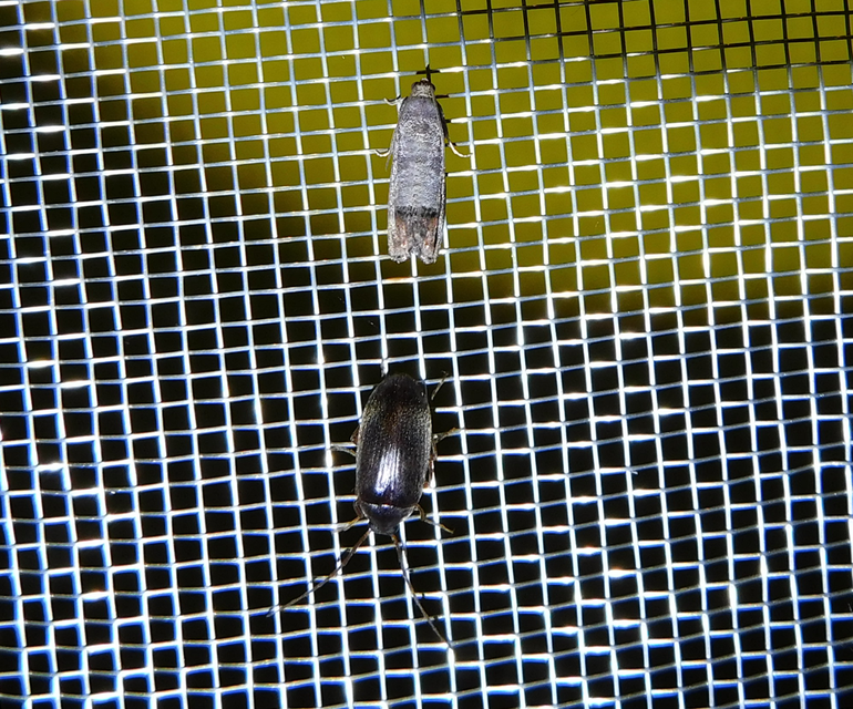 Hymenalia rufipes - rőtlábú alkonybogár