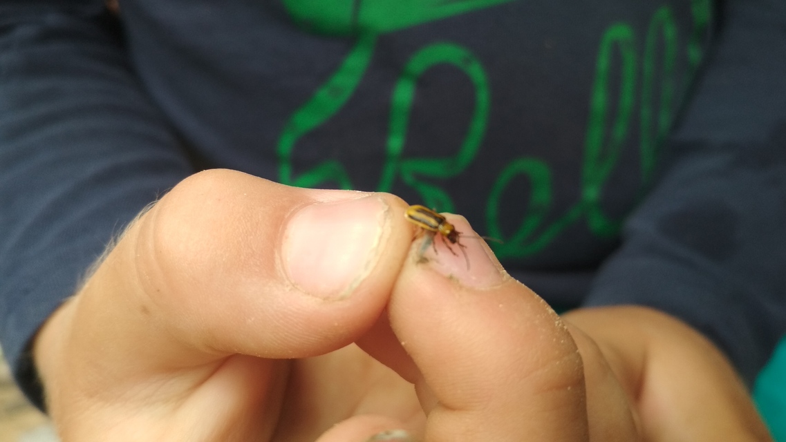 Diabrotica virgifera - amerikai kukoricabogár