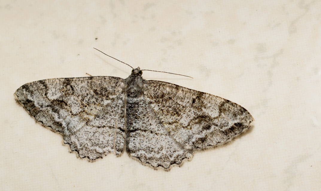 Alcis repandata - foltos faaraszoló Alcis repandata - foltos faaraszoló