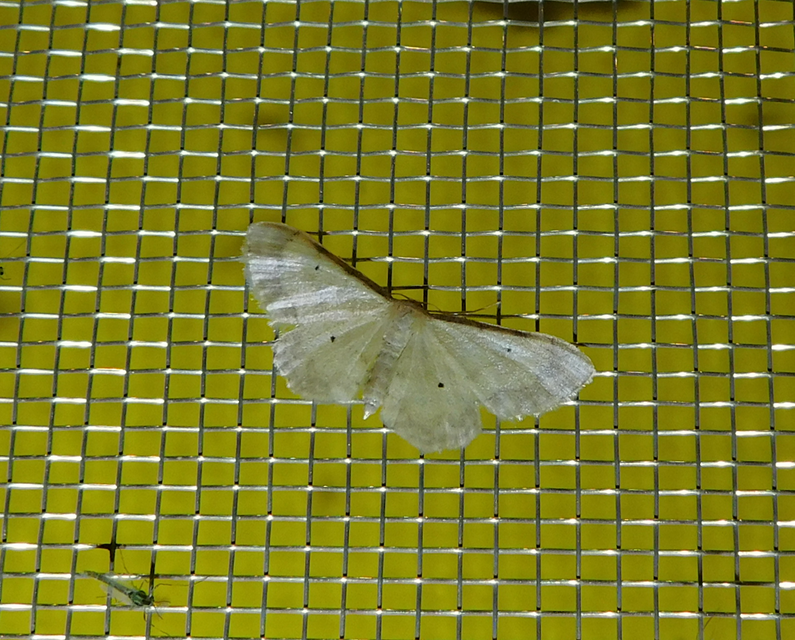 Idaea politaria - vonalas apróaraszoló