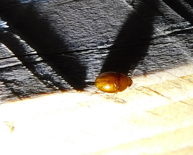 Leiodidae - pecebogárfélék Leiodidae - pecebogárfélék