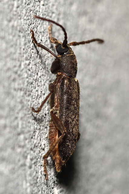 Trichoferus campestris - szállóvendég éjicincér