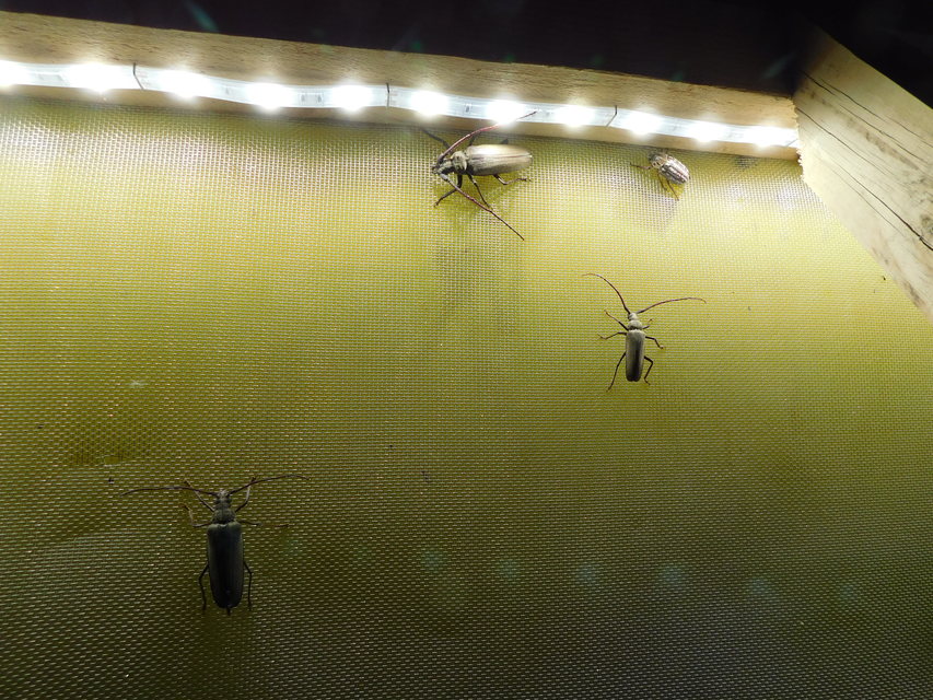 Aegosoma scabricorne - diófacincér