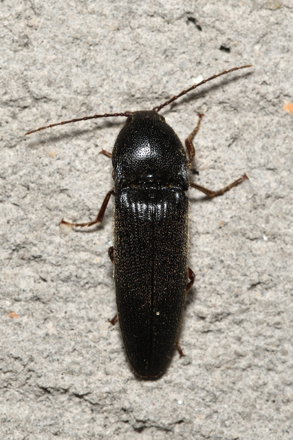 Melanotus