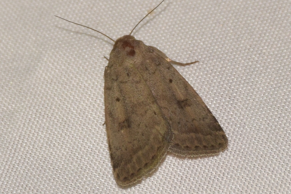 Athetis gluteosa - nyugtalan lápibagoly