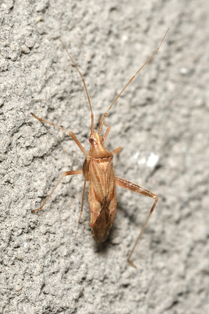 Phytocoris