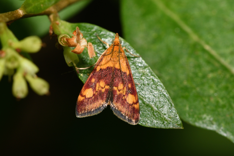 Pyrausta aurata - aranyló bíbormoly
