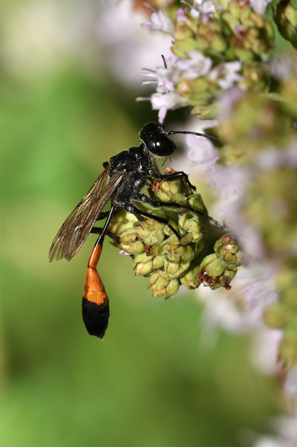 Ammophila sabulosa - homoki hernyóölődarázs