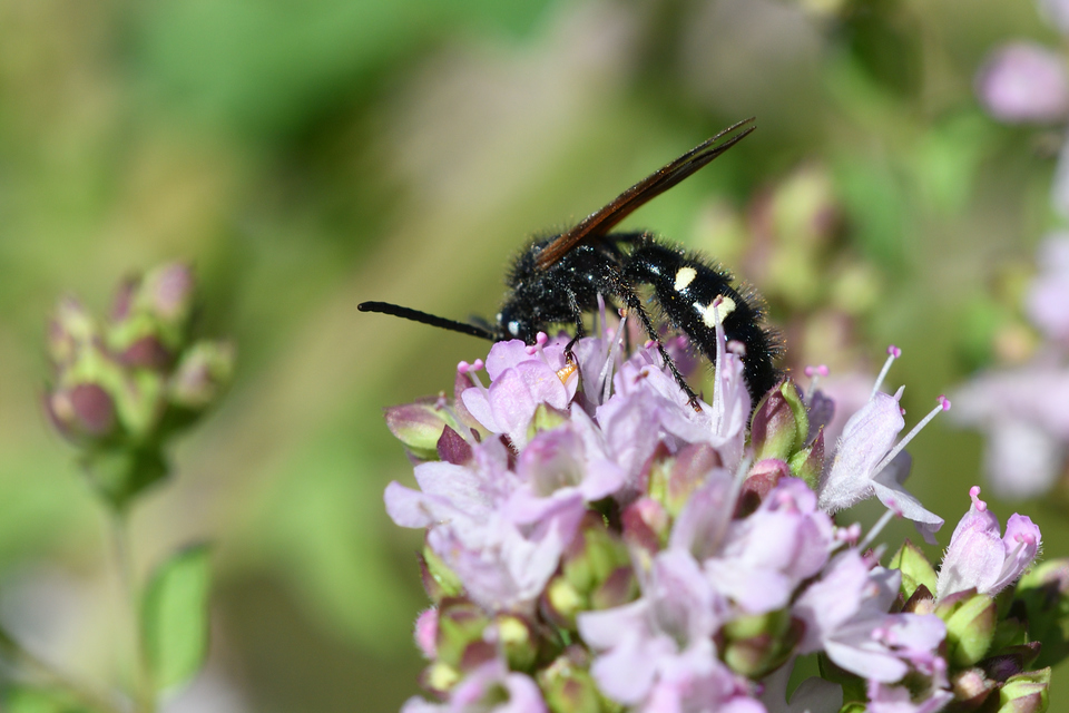 Scolia sexmaculata - négyfoltos tőrösdarázs