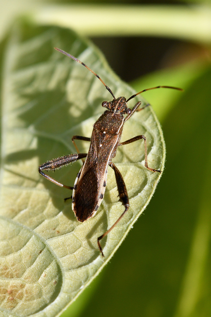 Camptopus lateralis - görbelábú karimáspoloska