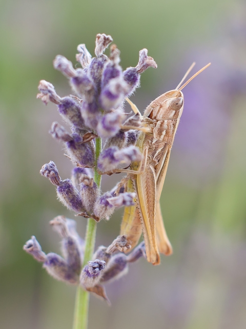 Euchorthippus declivus - rövidszárnyú rétisáska