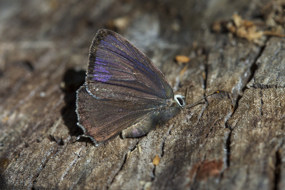 Neozephyrus quercus - tölgyfalepke