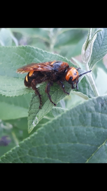Megascolia maculata - óriás-tőrösdarázs