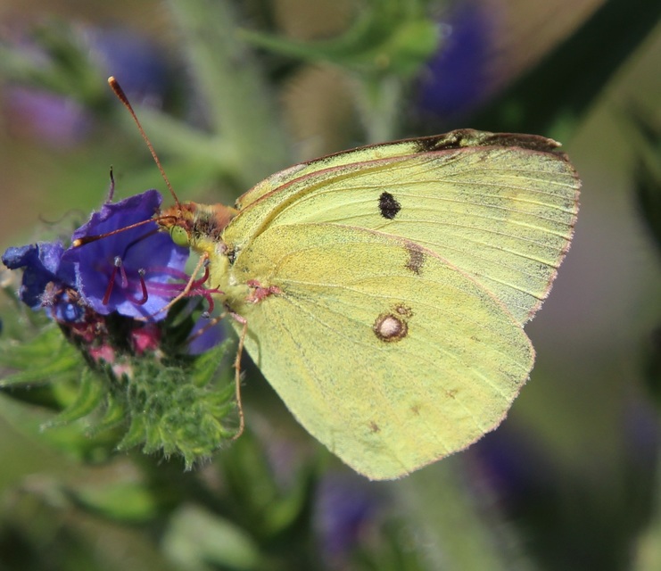 Colias alfacariensis - déli kéneslepke