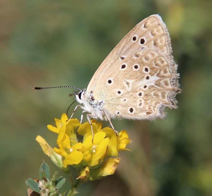 Polyommatus daphnis - csipkés boglárka
