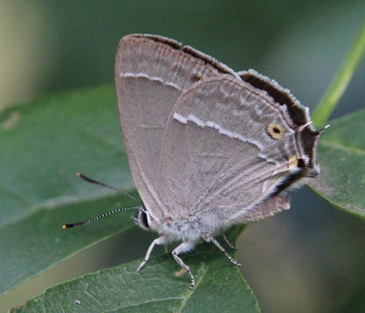Neozephyrus quercus - tölgyfalepke