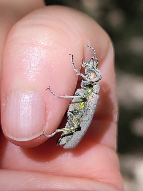 Lytta vesicatoria - kőrisbogár