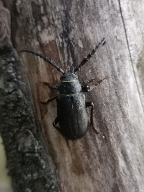 Prionus coriarius - csőszcincér