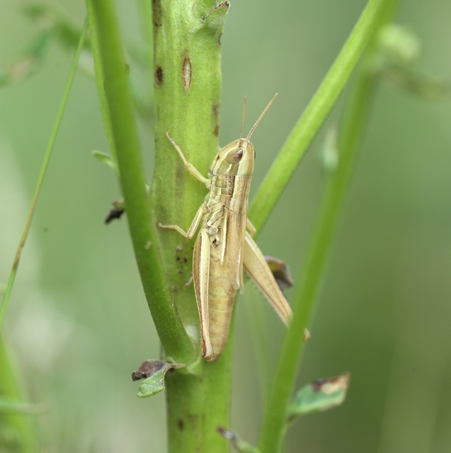 Euchorthippus declivus - rövidszárnyú rétisáska