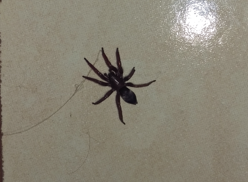 Scotophaeus