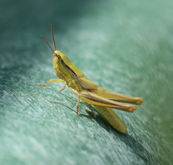Euchorthippus