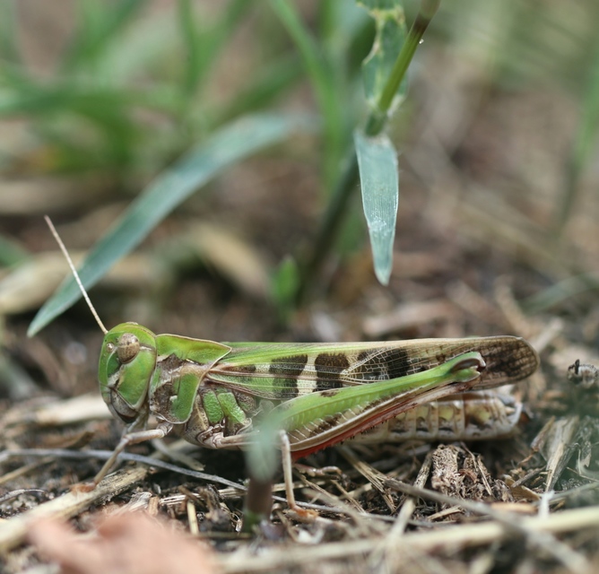 Oedaleus decorus - szalagos sáska