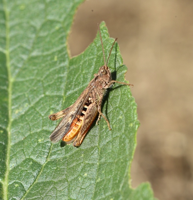 Chorthippus brunneus - közönséges tarlósáska