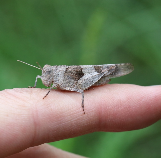 Oedipoda caerulescens - kékszárnyú sáska