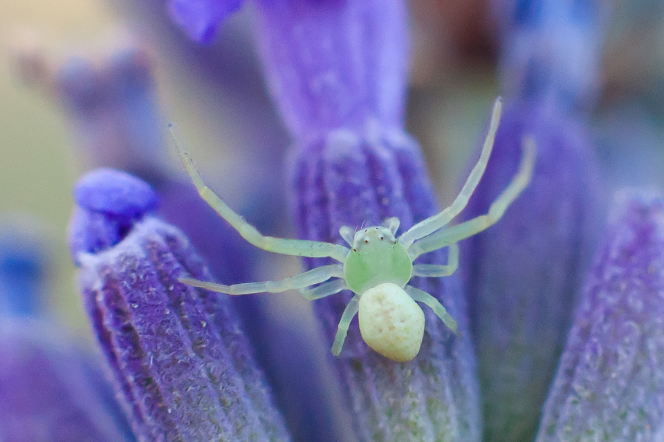 Ebrechtella tricuspidata - alakoskodó karolópók
