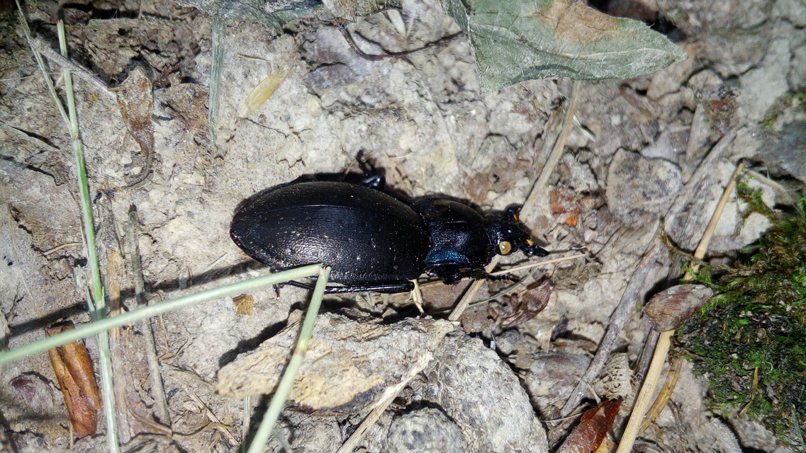 Carabus nemoralis - ligeti futrinka