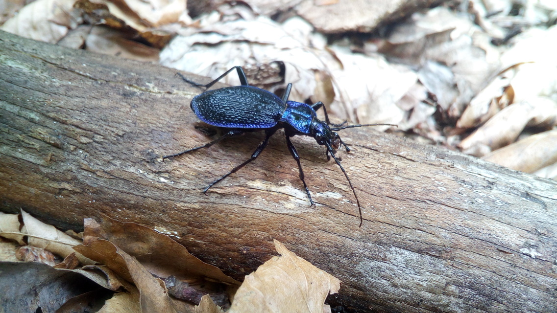 Carabus intricatus - kék laposfutrinka